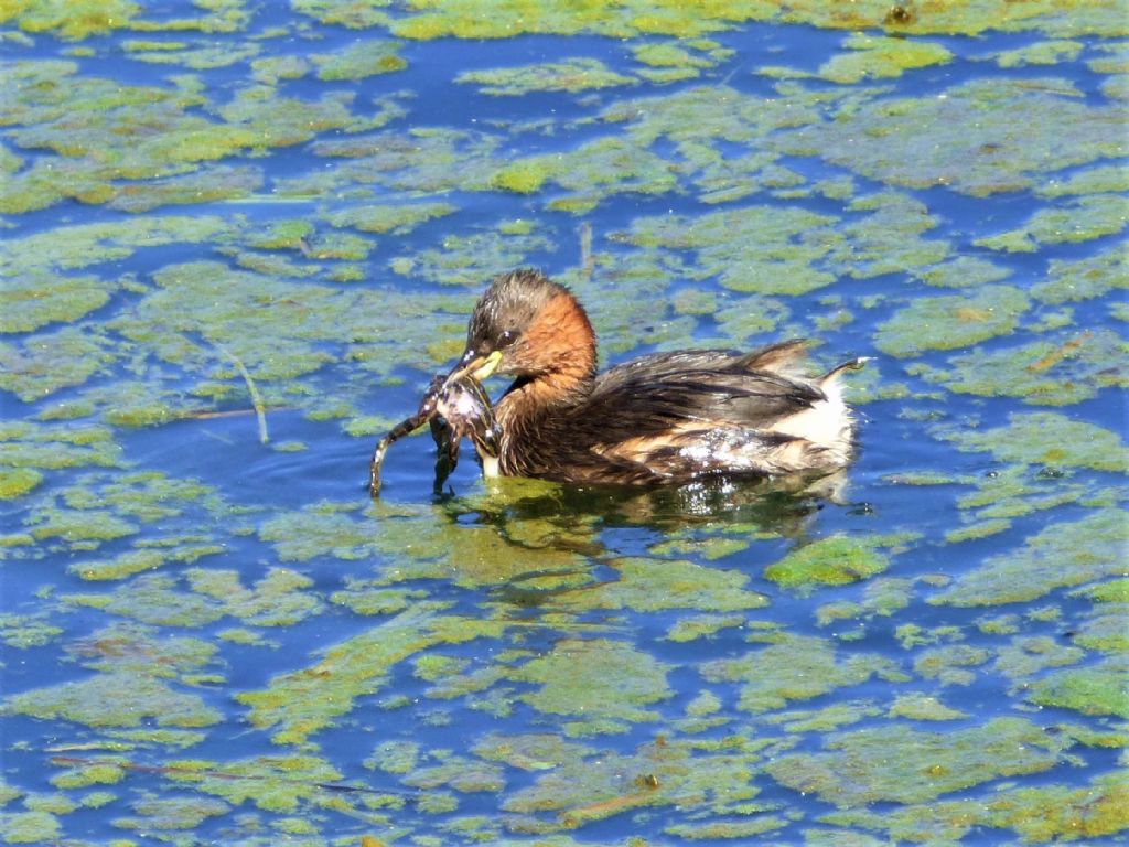 Tuffetto (Tachybaptus ruficollis) con preda